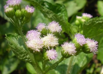 Cây nở hoa vào mùa hè có nhiều công dụng tốt để trị viêm xoang 