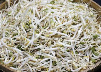 Giá đỗ là món ăn mang lại nhiều giá trị dinh dưỡng cho sức khỏe