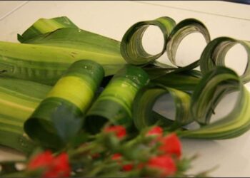 Cắt tỉa lá phát tài