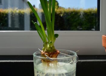 Trồng hành lá thủy canh