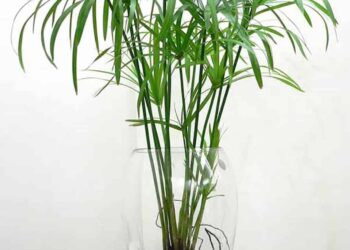 Ý nghĩa phong thủy của cây thủy trúc