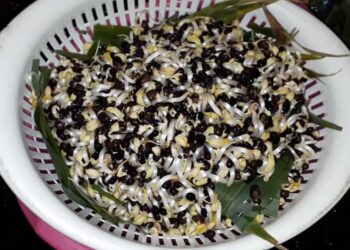 Cách làm giá đỗ đậu đen