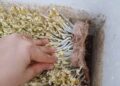 Cách làm giá đỗ bằng cát tại nhà