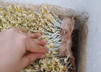 Cách làm giá đỗ bằng cát tại nhà