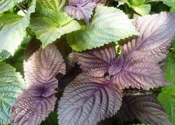 Cách trị ho bằng lá tía tô tại nhà hiệu quả không phải ai cũng biết