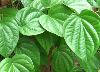 4 cách chữa bệnh trĩ bằng lá trầu không hiệu quả có thể bạn chưa biết