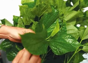 4 cách chữa đau răng bằng lá lốt đơn giản, bạn đã biết chưa?