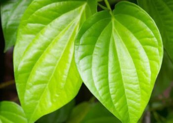 Hướng dẫn cách chữa đau răng bằng lá trầu không tại nhà siêu hiệu quả