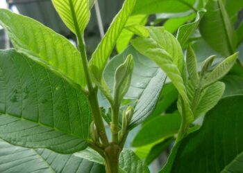 Mách bạn cách chữa bệnh trĩ bằng lá ổi đơn giản tại nhà