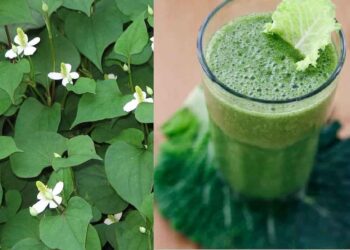 Chữa nhiệt miệng bằng cây thuốc dân gian hiệu quả - mẹo hay