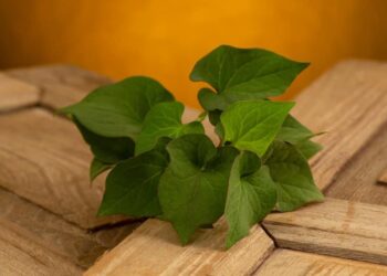 Bật mí 7 cách dùng lá diếp cá chữa bệnh trĩ nội và trĩ ngoại