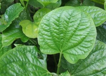 TOP 6 cách dùng lá lốt chữa bệnh trĩ an toàn, hiệu quả nhanh