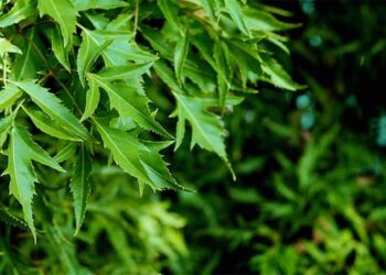 Trị mất ngủ bằng lá đinh lăng tại nhà hiệu quả bất ngờ sau 2 - 3 lần